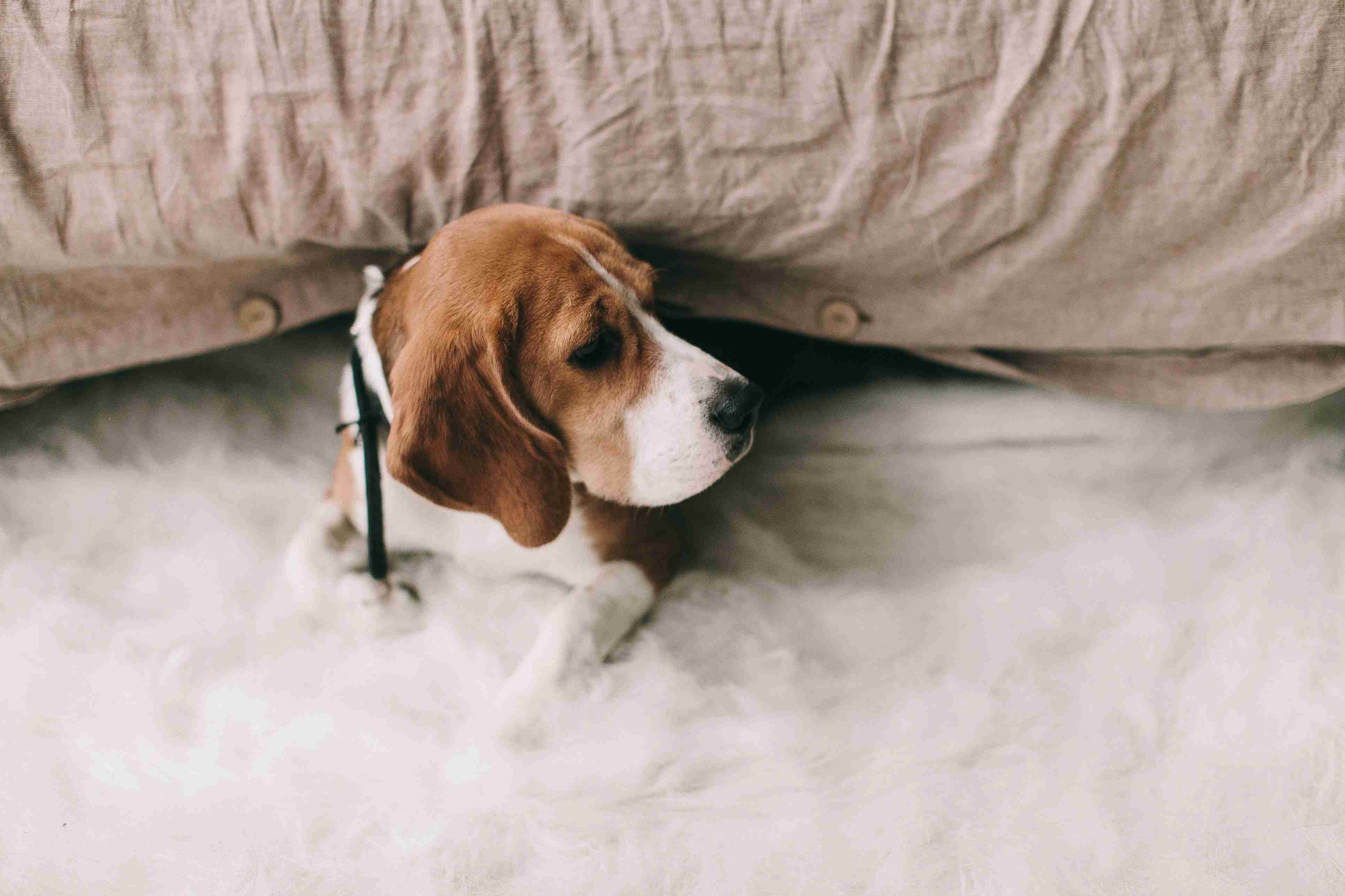 5 Effective Ways to Manage Your Beagle's High Energy Levels During Walks and Outings